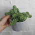 Sedum burrito (Donkeys Tail) - 13cm pot